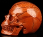 Preview: Red Jasper Skull